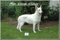 Étalon Berger Blanc Suisse - B'kinga Of the silver wolfsfarm