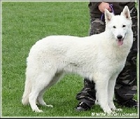 Étalon Berger Blanc Suisse - Que liliana of the white wolves home