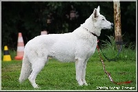 Étalon Berger Blanc Suisse - Hasch Witte Duivels Domein