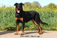 Étalon Berger de Beauce - Joyce du Fond des Camps