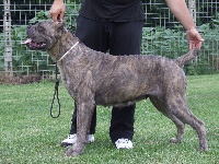 Étalon Cane Corso - Forza della nevaia