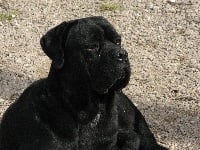 Étalon Cane Corso - Giulio cesare del nero velluto