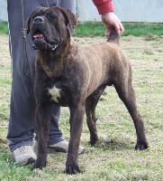 Étalon Cane Corso - Ronan della nevaia