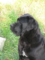 Étalon Cane Corso - Huga del nero velluto