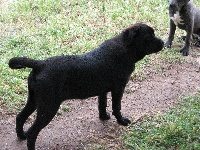 Étalon Cane Corso - Irma del nero velluto