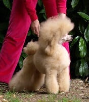 Étalon Caniche - CH. mon charme Blond de la lui bibilotta