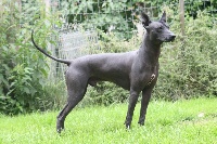 Étalon Chien nu mexicain - Kamanchi luc t. mestre