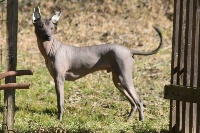 Étalon Chien nu mexicain - Axolotl xolo vom höllbräu von Amon Sul