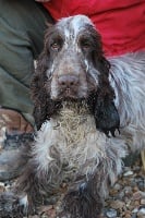 Étalon Cocker Spaniel Anglais - Crunch Du val ardent