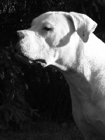 Étalon Dogo Argentino - Flora bianca des Gardiens du Ciron