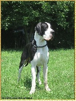 Étalon Dogue allemand - Aamon ra von Freya's Rosenrot