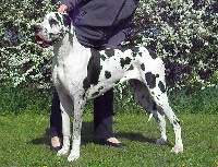 Étalon Dogue allemand - Elite du domaine de l'ostrevent