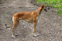 Étalon Greyhound - Fawn dream De La Haultière