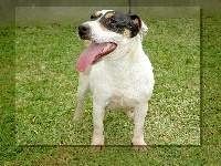 Étalon Jack Russell Terrier - Baya (Sans Affixe)