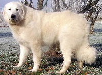 Étalon Kuvasz - Marud vom hÖllenbrand