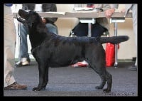 Étalon Labrador Retriever - tintagel winds Quick wits (dit kira)