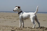 Étalon Parson Russell Terrier - Funny girl mandylion