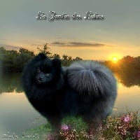 Étalon Spitz allemand - Frenchy black du Jardin des Lutins