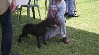 Étalon Staffordshire Bull Terrier - Escalibur o'she De la vauxoise