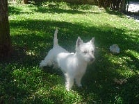Étalon West Highland White Terrier - Farouk Du void de la bure