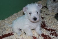 Étalon West Highland White Terrier - Danone (Sans Affixe)