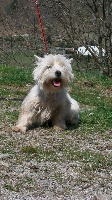 Étalon West Highland White Terrier - Daphnee Du domaine des lys
