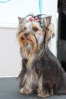 Étalon Yorkshire Terrier - Emmylou du clos Mayerland