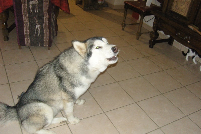 Publication : (Sans Affixe) Auteur : melissa