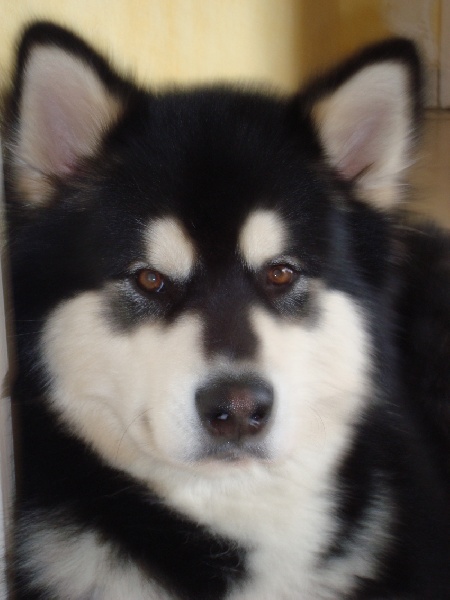 Publication : of Articana Dreams 