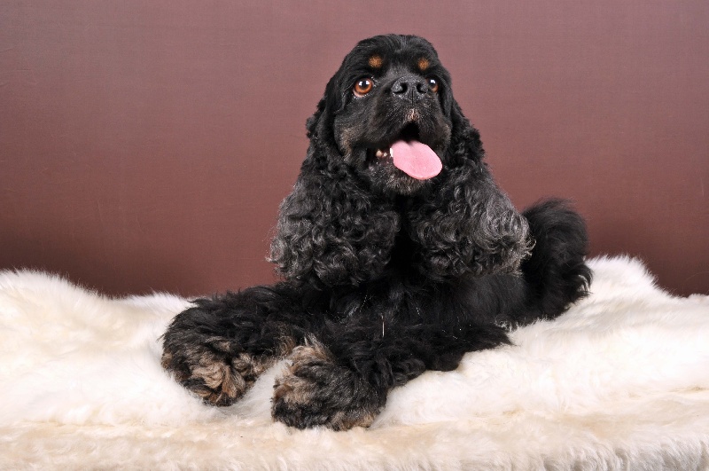 Publication : Nokomis