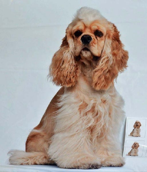 Publication : Nokomis