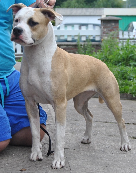 Fabulous angel of my heart of Walker red kennel