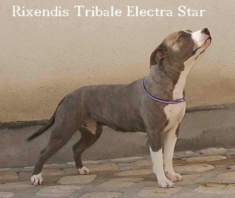 Rixendis tribale Electra-star