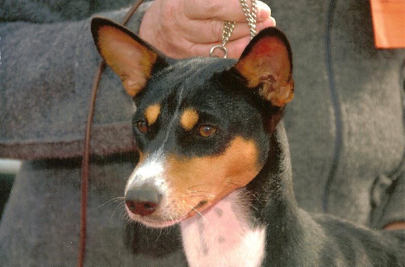 Publication : Maridadi 