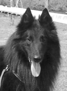 CH. Greg comme un rêve noir