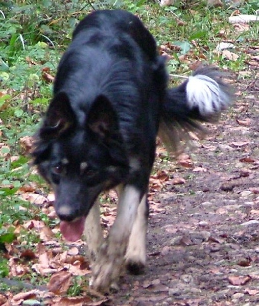 Celti Des Prés Du Mouton Noir