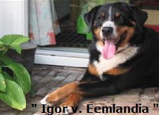 Igor v.eemlandia