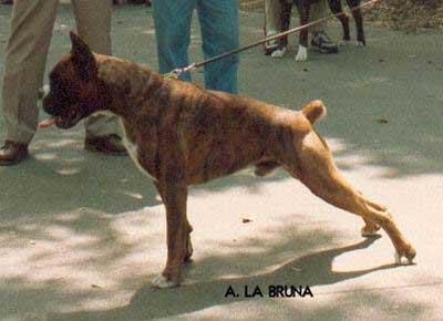 CH. Glen-grant della val di senio