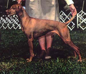 CH. riverbend deacon's Dandy