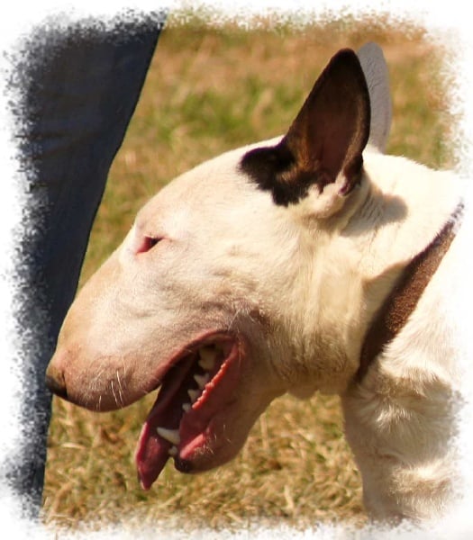 Fédor du Crystal Bombe