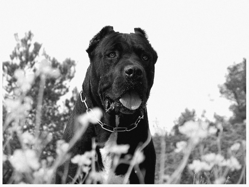 Marte Dell ' antico cerberus