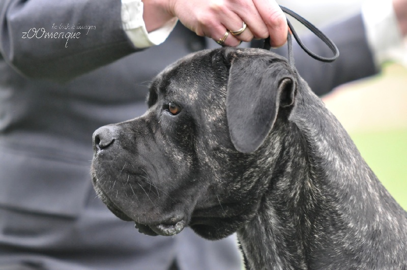 Ophelia Dell ' antico cerberus