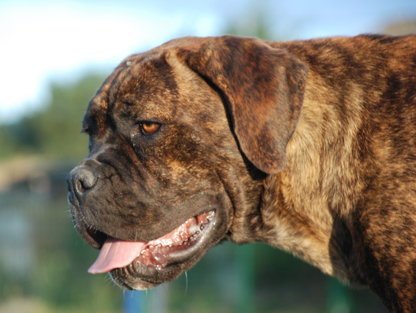 Publication : des Lares de l'Aurévière Auteur : Anima'Canis