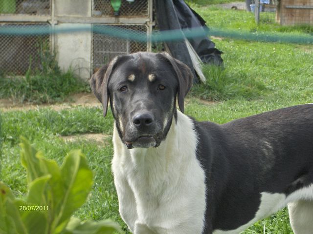 Ibérique D'estrelboss