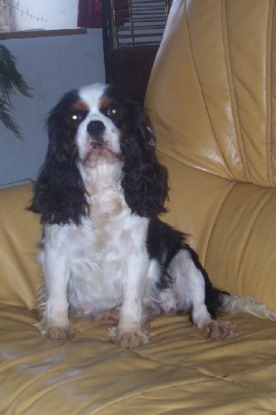 Urielle For my dreams