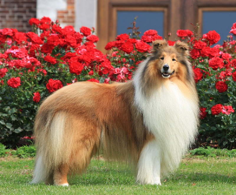 Publication : Van Thaborberg Auteur : Jan Roosens