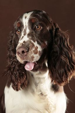 Publication : Du bois des amourettes Auteur : Olivier d'Auria