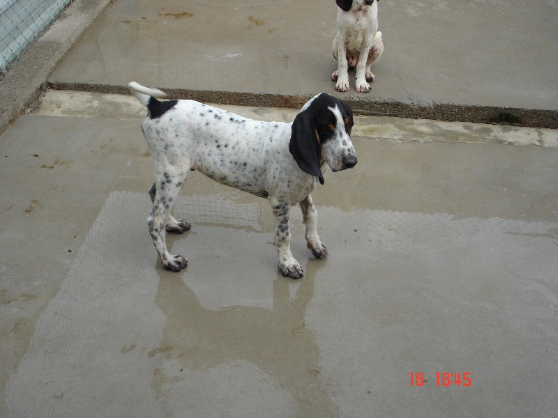 Publication : des hurleurs de la Rivayrade Auteur : Dourel Christophe