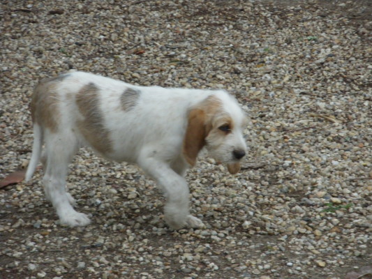 Publication : Des échos Du Pays Comtois 