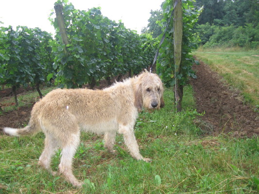 Publication : Des échos Du Pays Comtois 